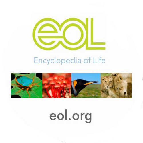 Energy Flow Activity 3: Building Food Chains (Grades 2-5)